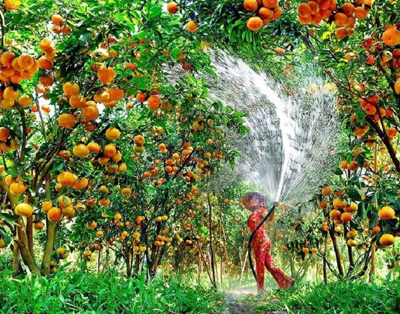 Khám Phá Vẻ Đẹp Miền Quê Với Vườn Trái Cây Lái Thiêu Cùng Blue Diamond Hotel