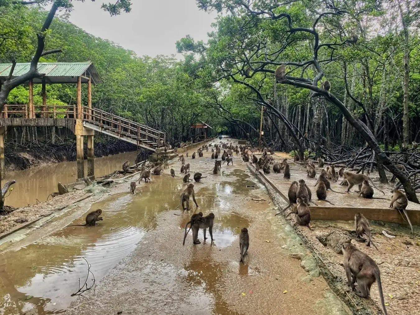Đảo Khỉ Cần Giờ có gì? Kinh nghiệm khám phá chi tiết
